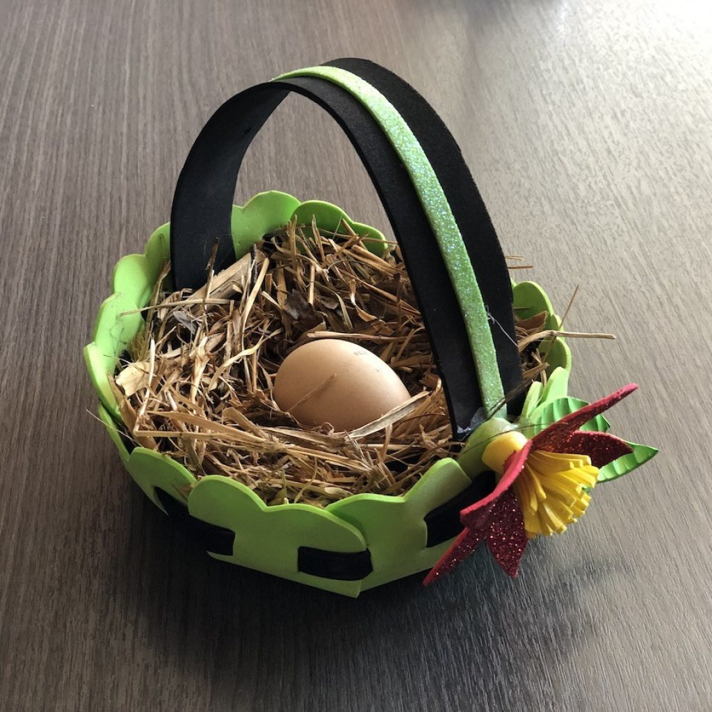 First egg laid by a chick